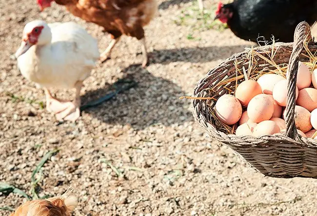 how much protein is in duck egg - Article 2